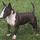 Bull Terrier