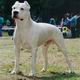 Dogo Argentino