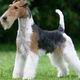 Fox Terrier Wire