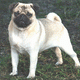 Pug