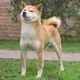 Shiba Inu