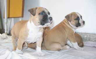 American Staffordshire Terrier