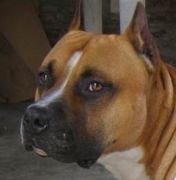 El American Staffordshire Terrier