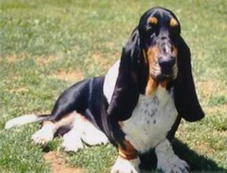 El Basset Hound