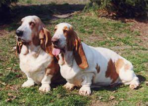 Basset Hound