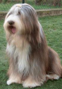 Bearded Collie