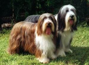 Perro Bearded Collie