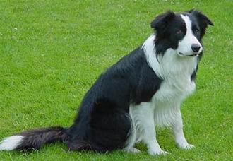 Border Collie