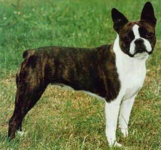 Boston Terrier