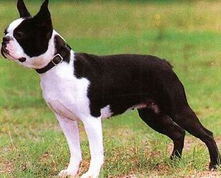 Boston Terrier