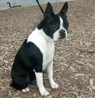 Boston Terrier