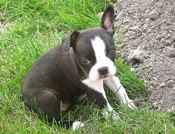 El Boston Terrier