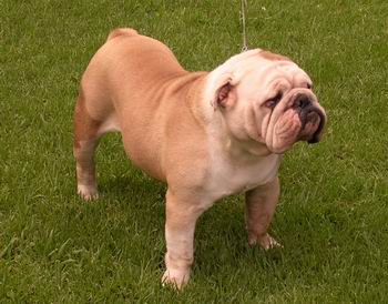 Bulldog