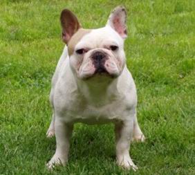 Bulldog Frances