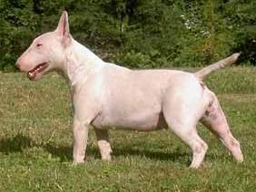 El Bull Terrier