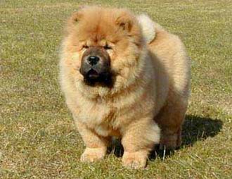 El Chow Chow