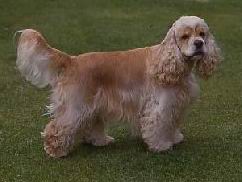 El Cocker Spaniel Americano