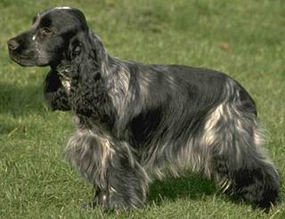 Cocker Spaniel Ingles