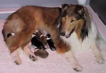 Rough Collie