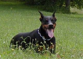 Dobermann