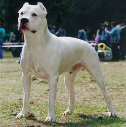 Dogo Argentino