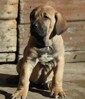 El Fila Brasileiro