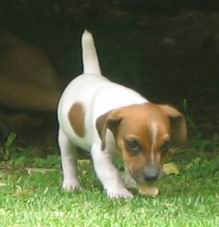 Jack Russell Terrier