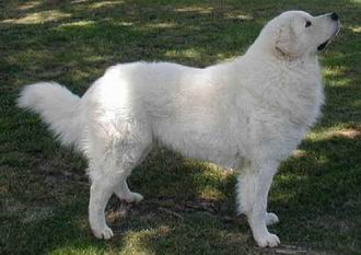 Kuvasz