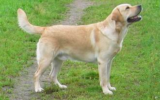 Labrador