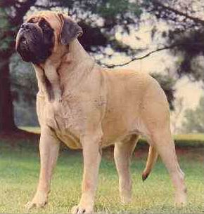 El Mastiff