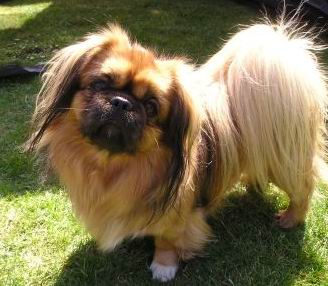 pekines