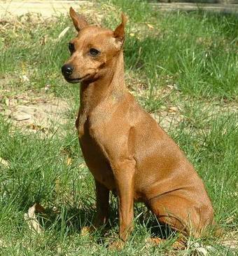 El Pinscher