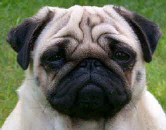 Pug o Carlino