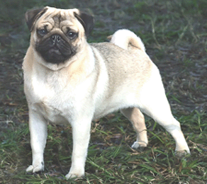 Perro Pug