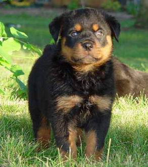 El Rottweiler