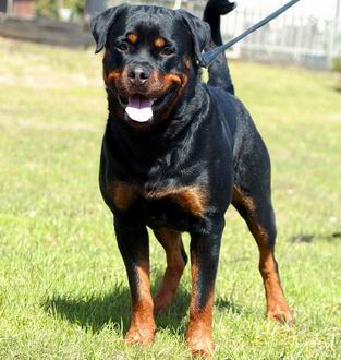 Rottweiler