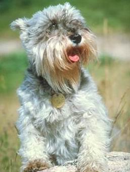 Schnauzer Miniatura