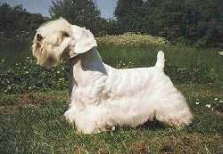 Sealyham Terrier