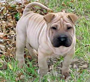 El Shar Pei