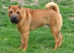 Perro Shar Pei