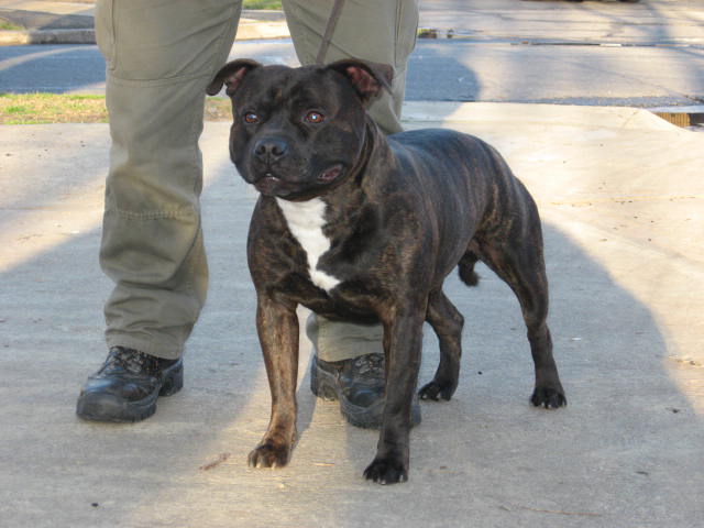 Staffordshire Bull Terrier